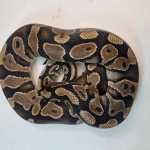 Yellowbelly het pied male