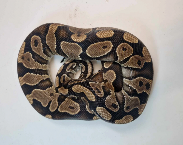 Yellowbelly het pied male