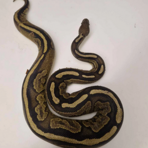 Cinnamon het pied