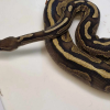 Cinnamon het pied - Image 2