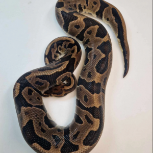 Leopard poss yellowbelly het piebald