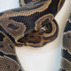 Leopard poss yellowbelly het piebald - Image 2