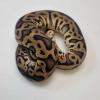 Leopard pastel yellowbelly het pied - Image 2