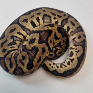Leopard pastel yellowbelly het pied
