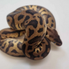 Leopard pastel het pied - Image 2