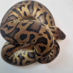 Leopard pastel het pied