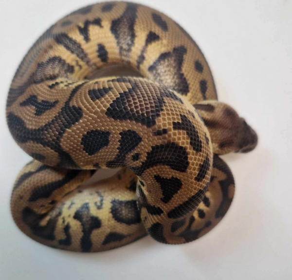 Leopard pastel het pied