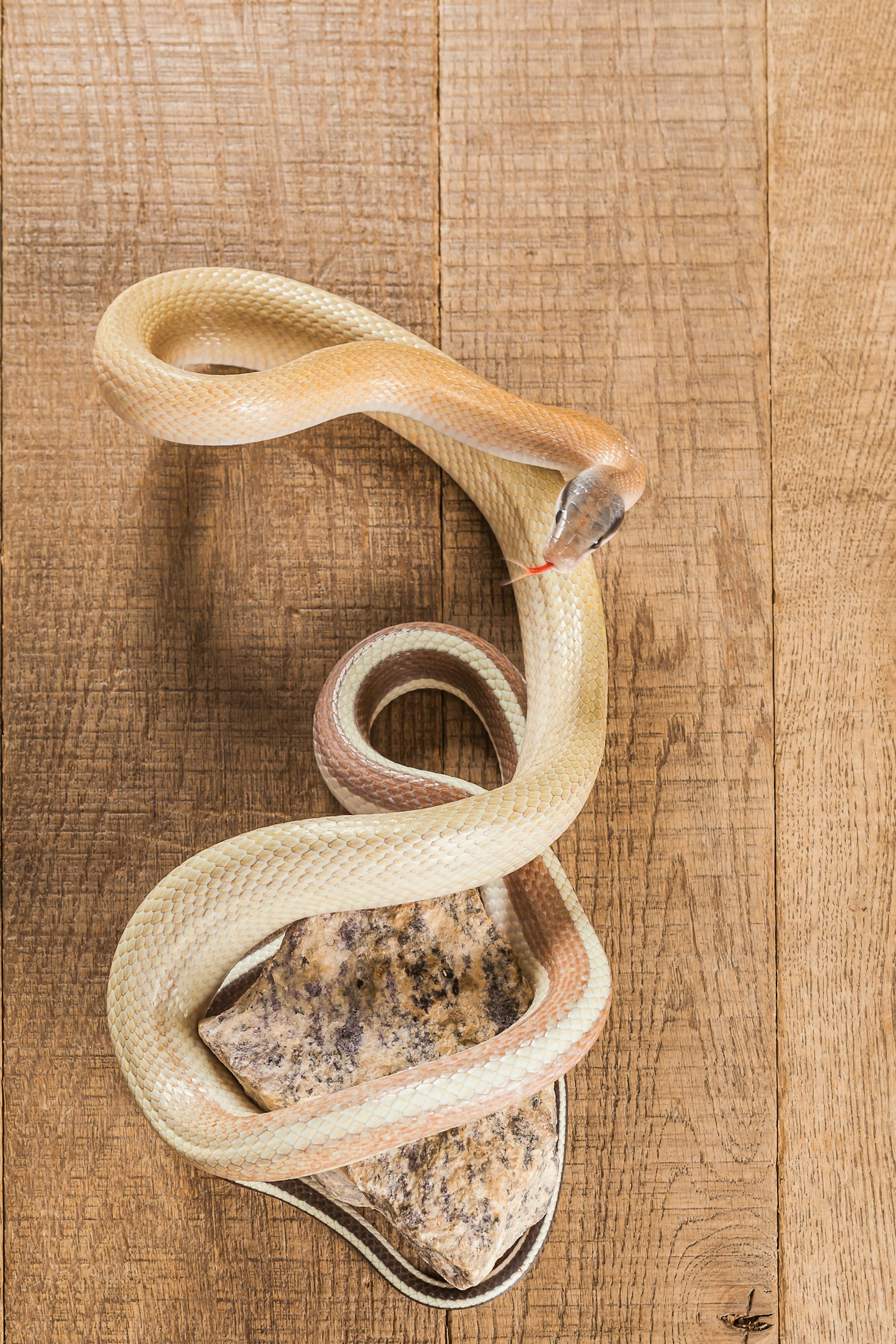 The Essentials of Royal Python Care