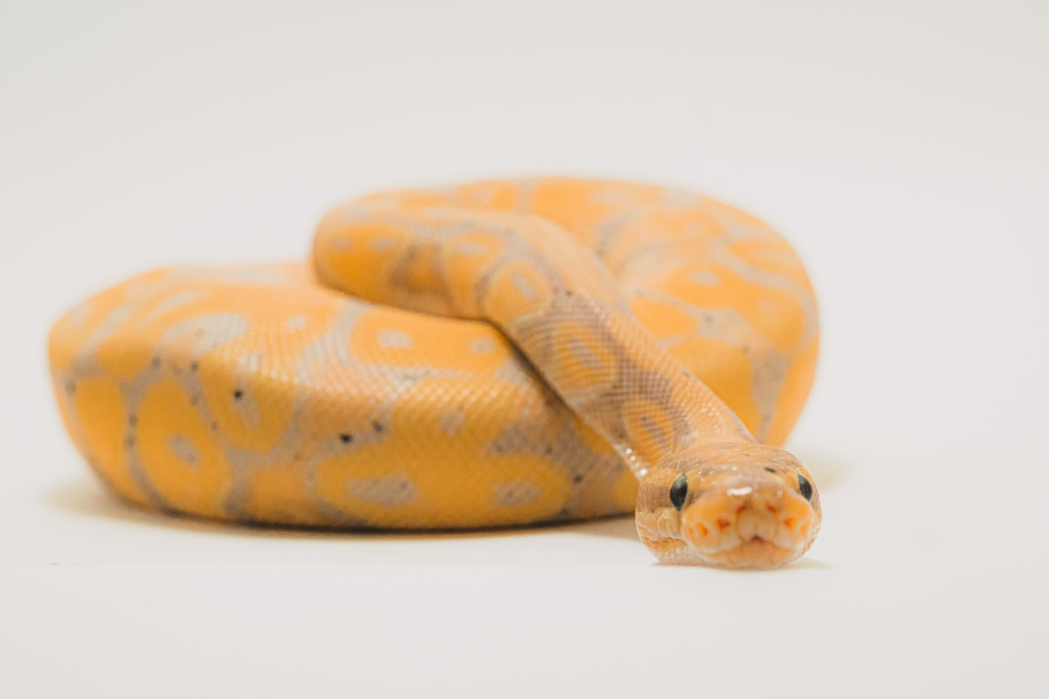 Why Ethical Breeding Matters for Snakes