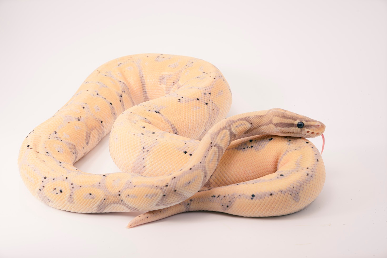 Top Traits of Healthy Royal Pythons