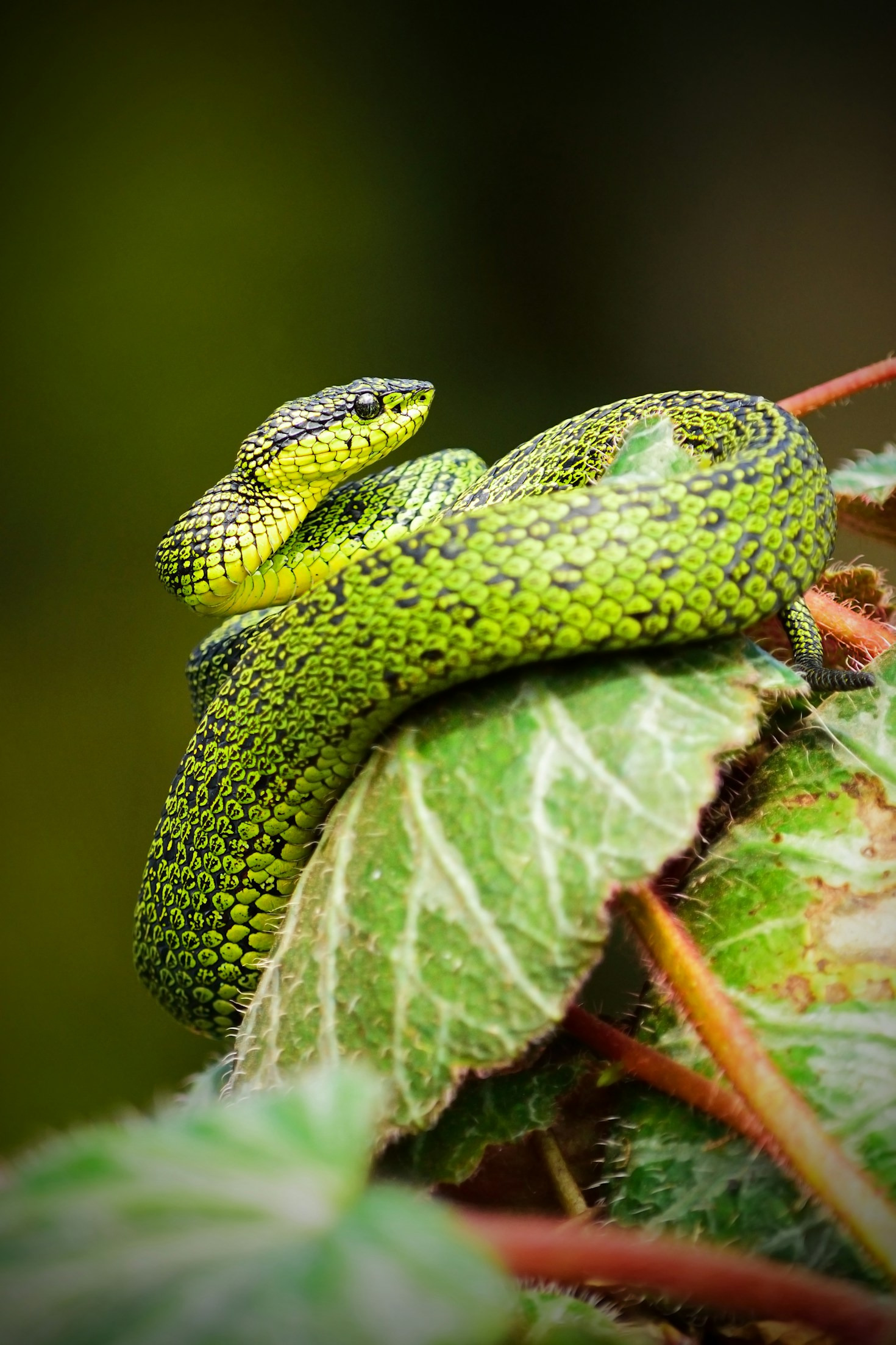 A Day in the Life of a Python Breeder