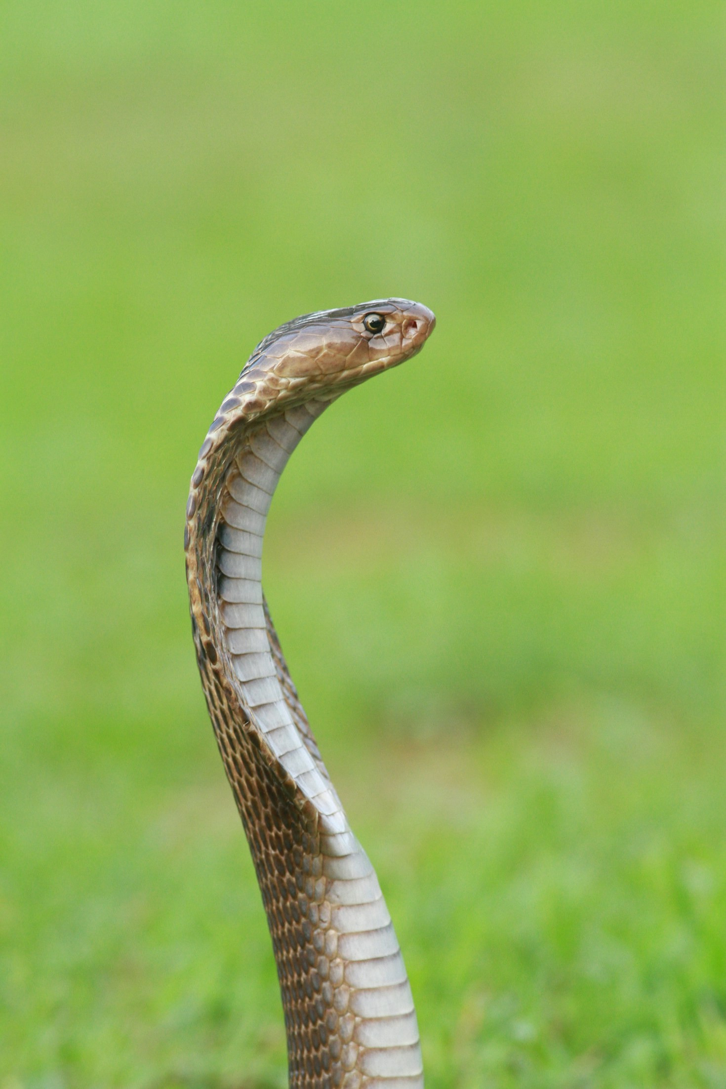 The Importance of Responsible Snake Ownership