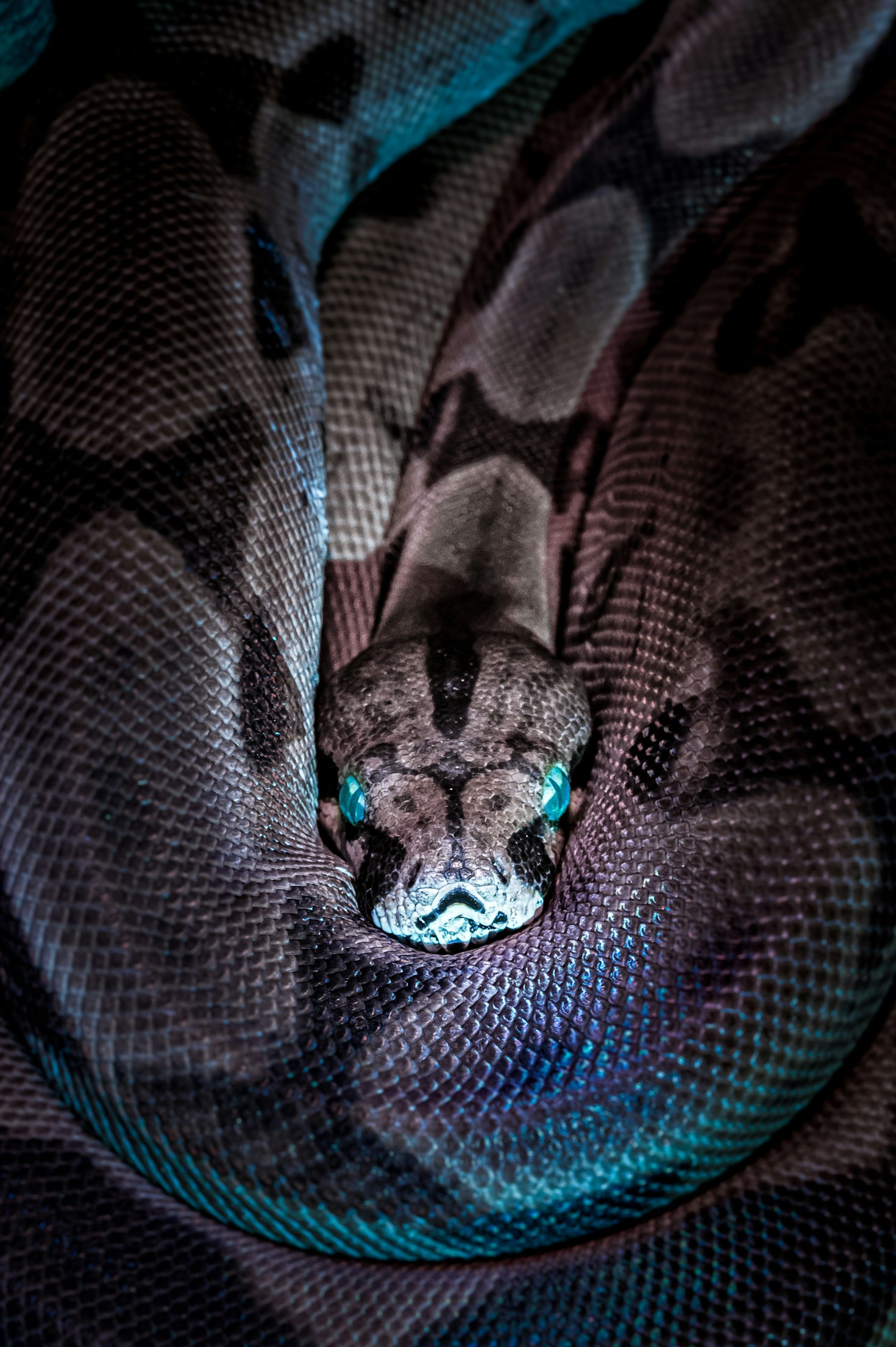How to Spot a Well-Cared-for Python