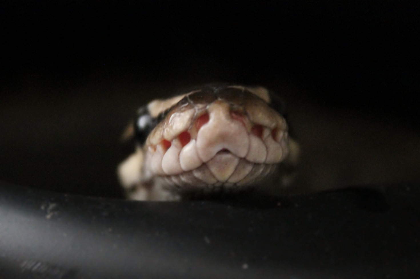 The Challenges and Joys of Small-Scale Breeding